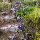 Attraverso un varco in un muretto a secco ci facciamo cos� strada tra gli alberi fino alla larga imboccatura della grotta. Una scaletta in pietra permette di scendere per cinque metri lungo la parete rocciosa...